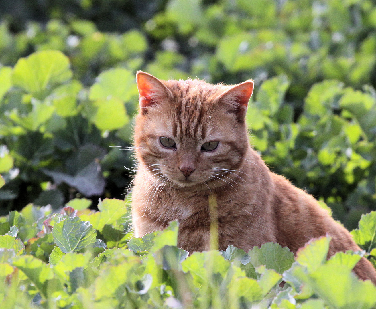 Die Rote - Nachbars Katze