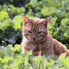 Katzen