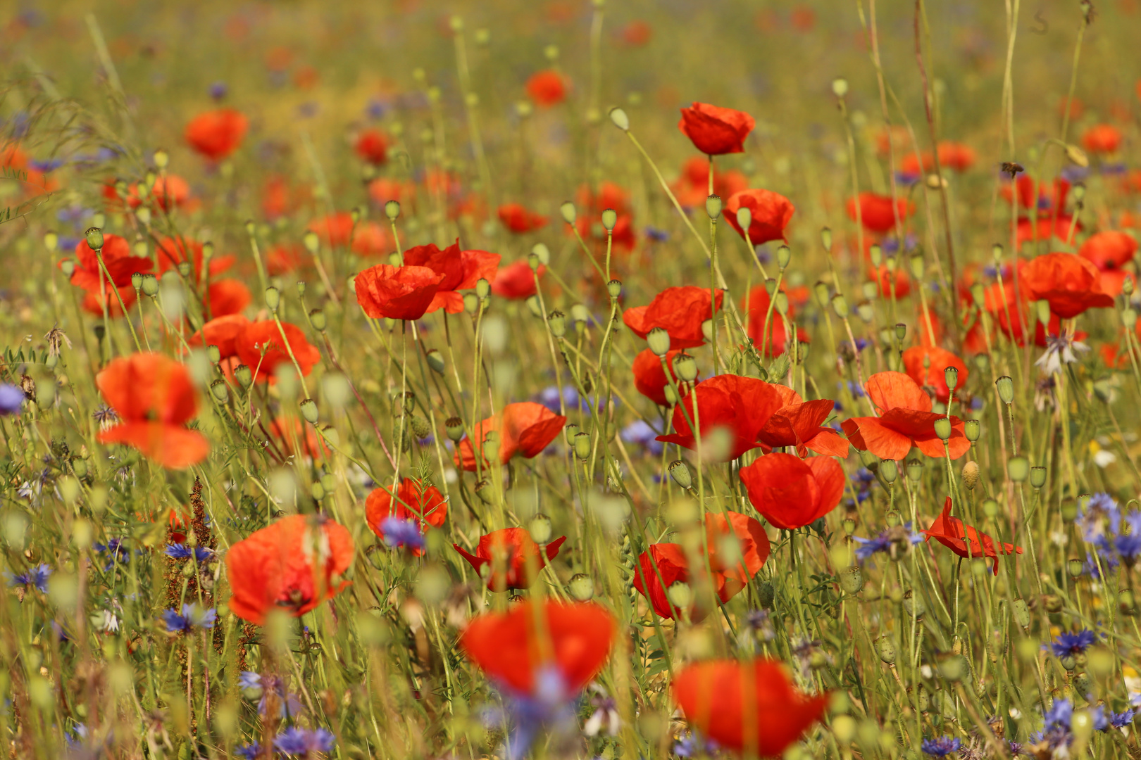 die rote Offensive