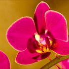 Die rote Phalaenopsis (#1)