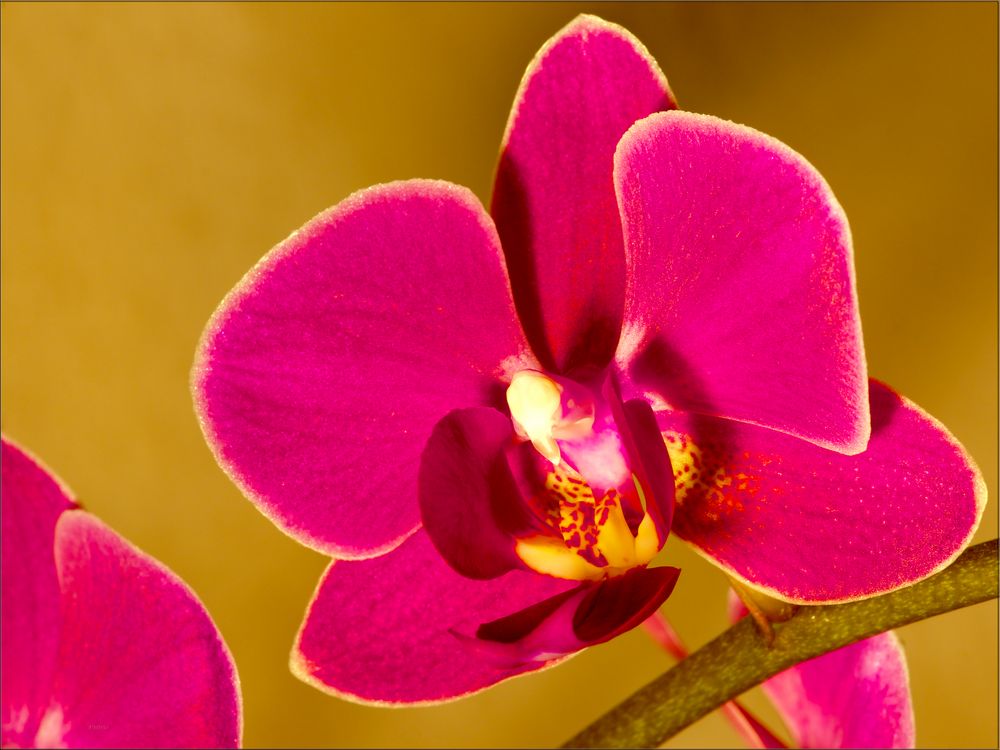 Die rote Phalaenopsis (#1)