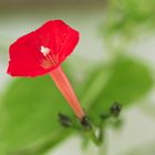 Die Rote Prachtwinde in voller Morgenblüte - Nicht nur die Sonne Lacht :-)