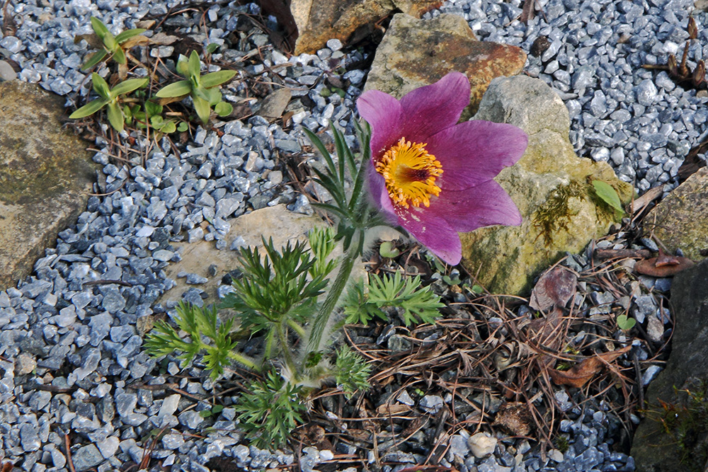 Die rote Pulsatilla hat sich siecher über den Regen der Nacht auch gefreut!