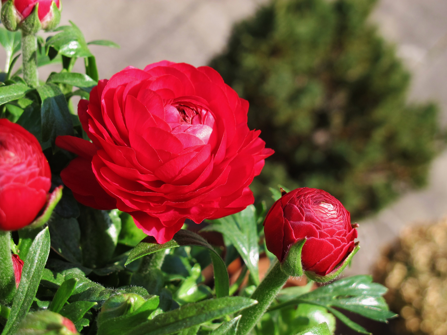 die rote Ranunkel