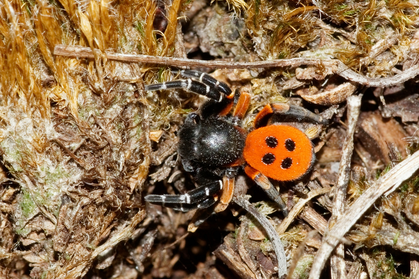 Die rote Röhrenspinne - eine tolle Spinne