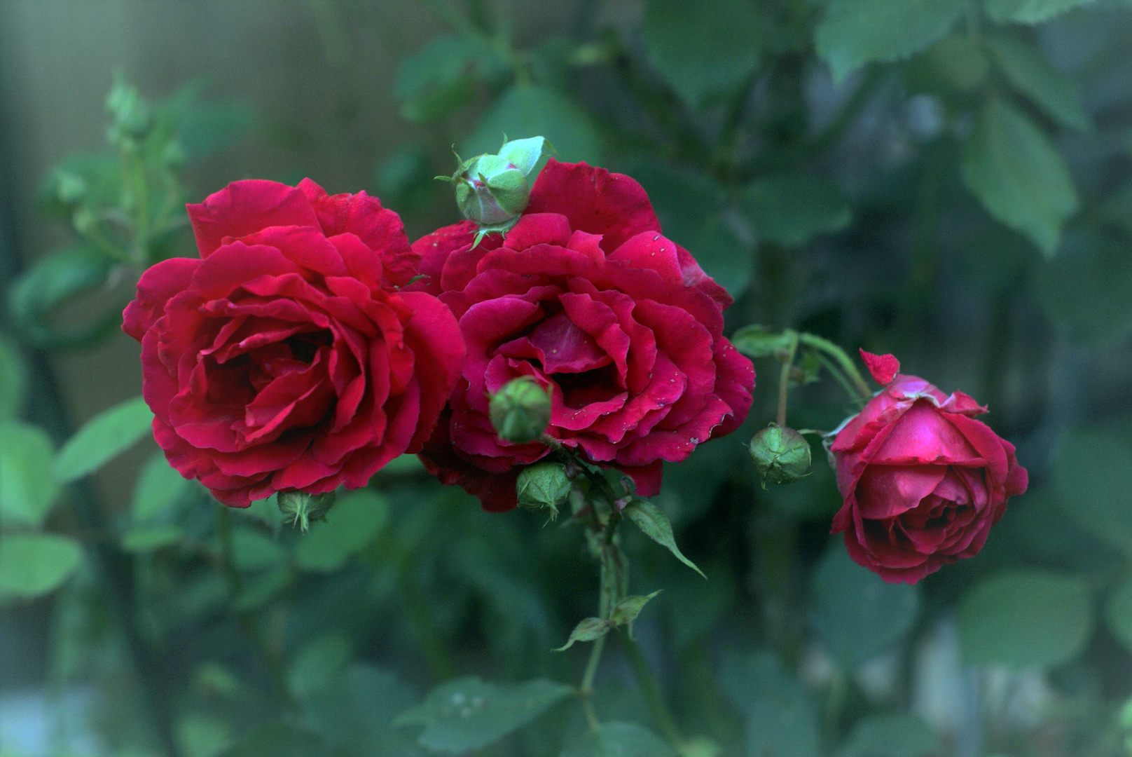 Die rote Rose