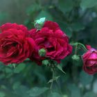 Die rote Rose