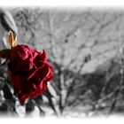 Die rote Rose