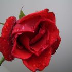 die rote Rose