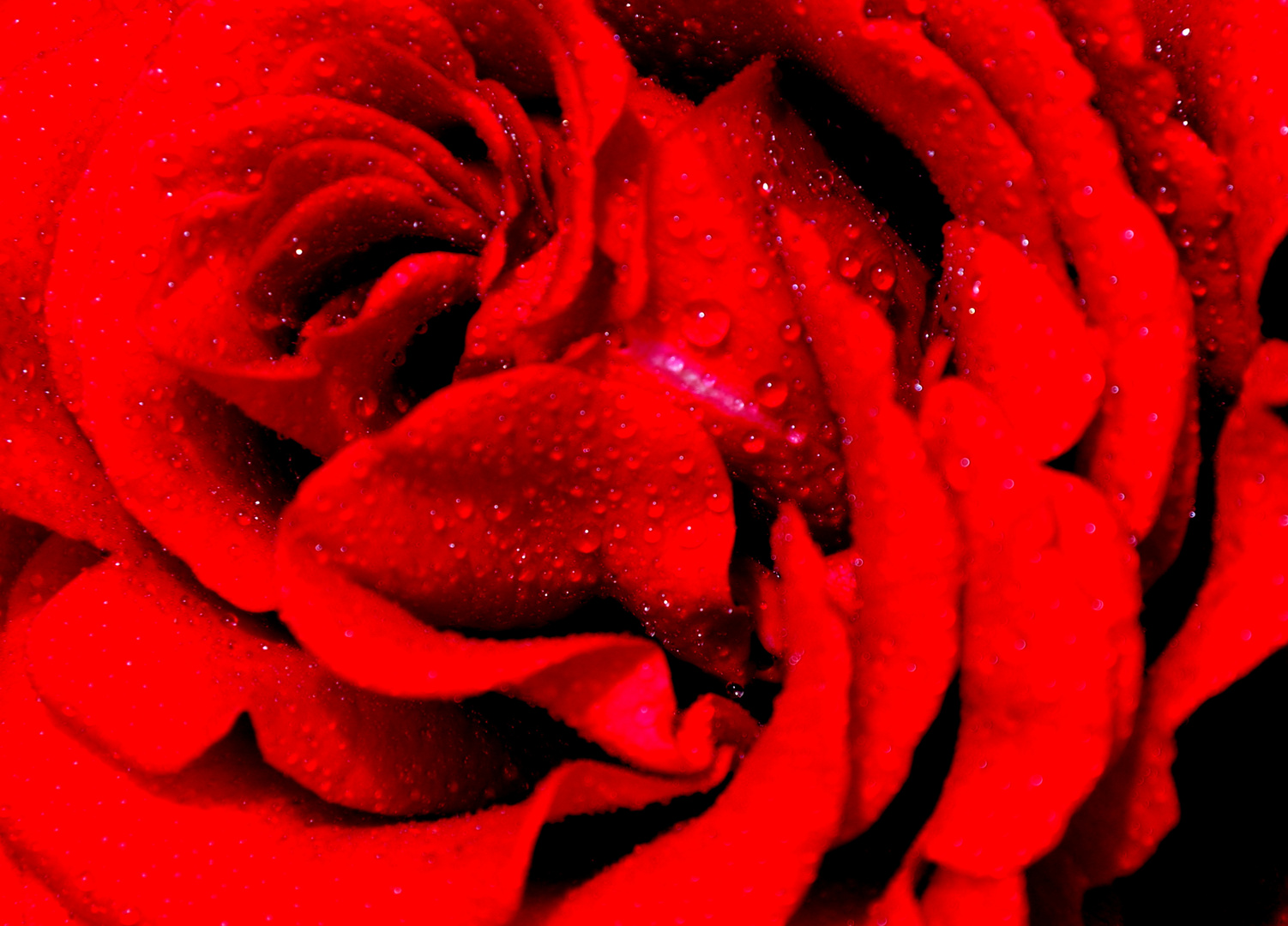 Die rote Rose