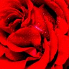 Die rote Rose