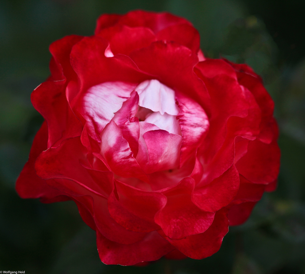 Die rote Rose.