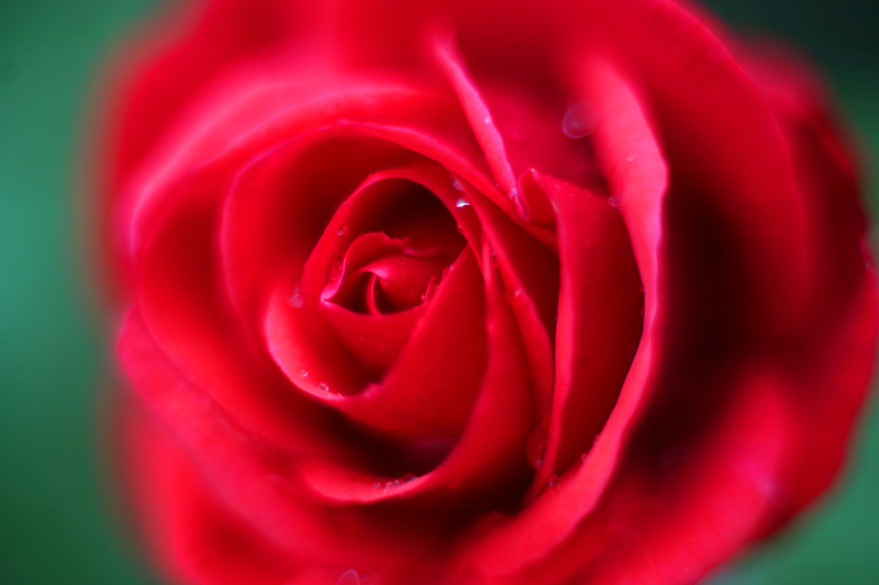 Die rote Rose