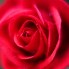 Die rote Rose