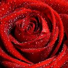 "Die" Rote Rose