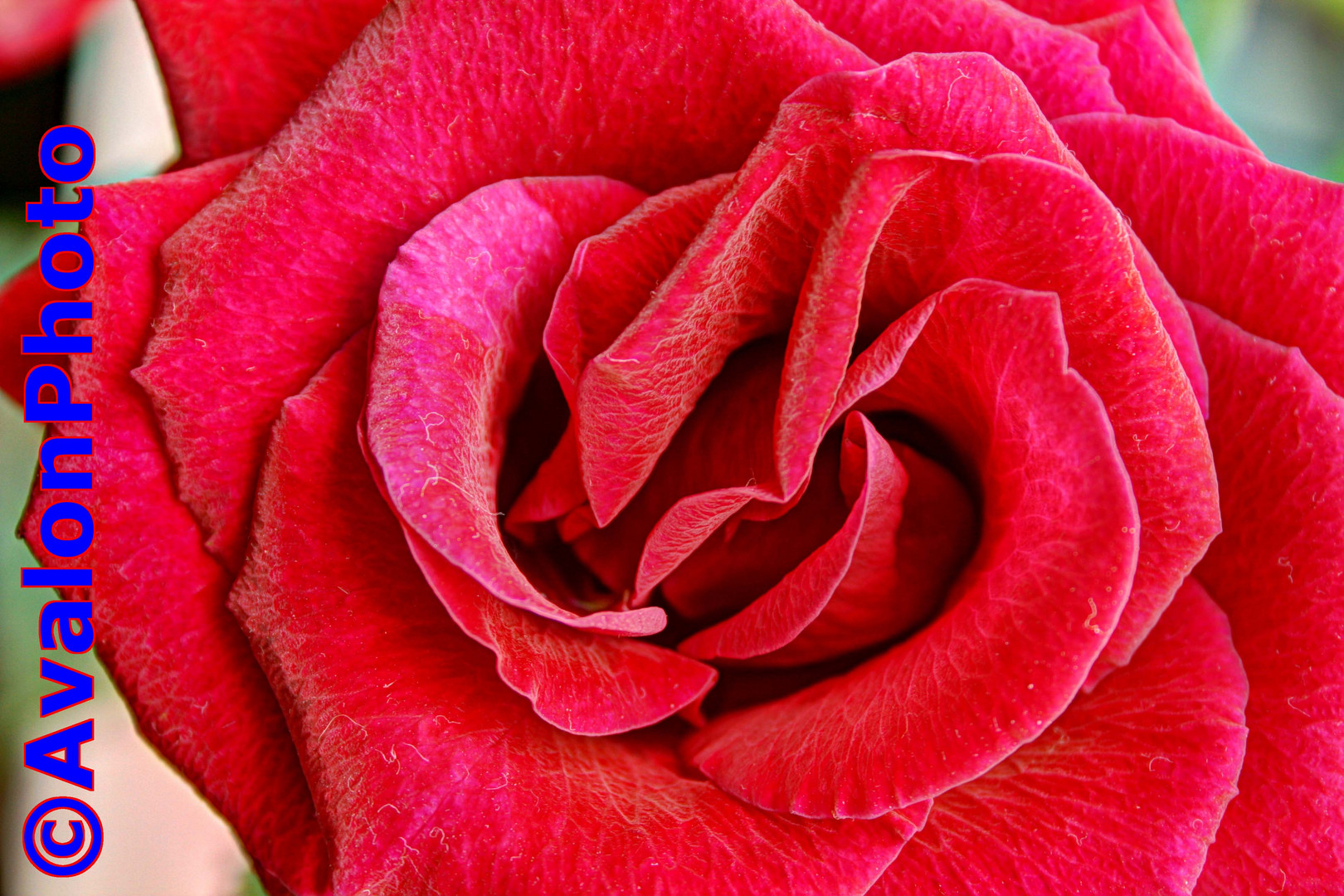 Die Rote Rose