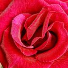 Die Rote Rose