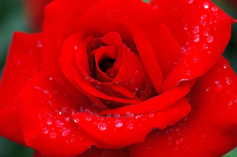 die rote rose
