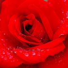 die rote rose