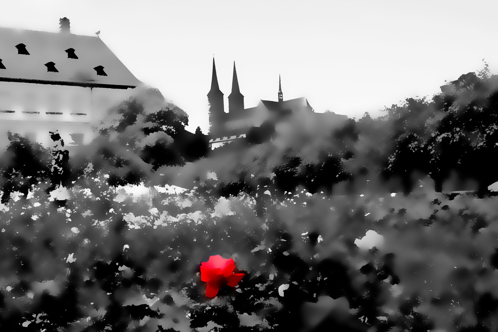 Die rote Rose