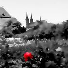 Die rote Rose