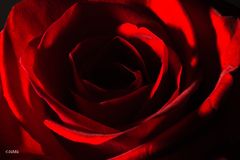 Die rote Rose