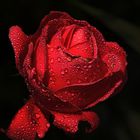 Die Rote Rose