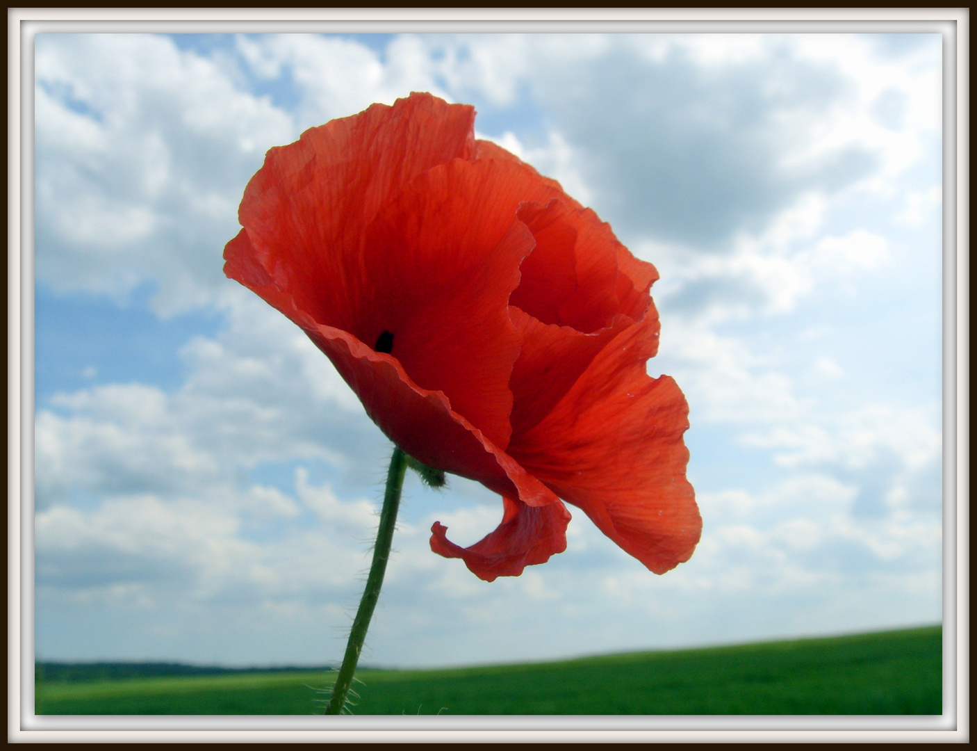 Die rote Schönheit - Red poppy