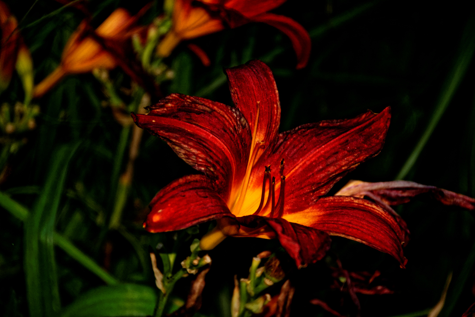 Die rote Taglilie / Hemerocallis ...