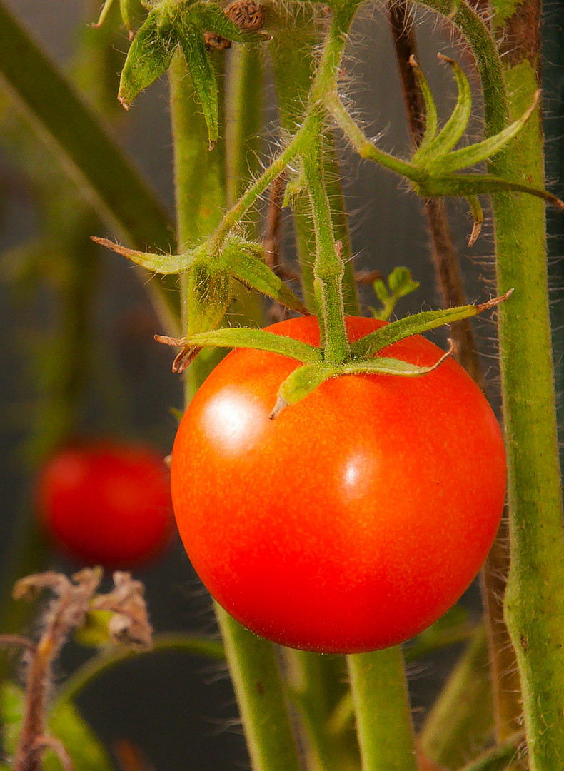 Die rote Tomate