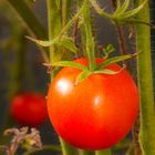 Die rote Tomate