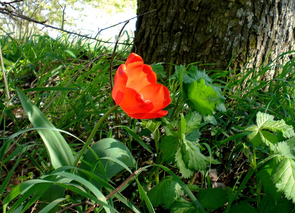 Die rote Tulpe