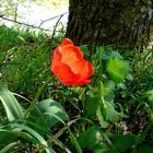 Die rote Tulpe