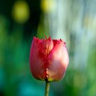 Die rote Tulpe...