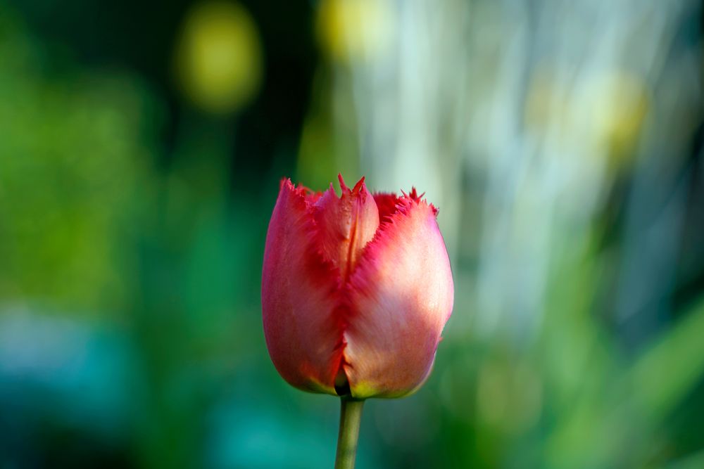 Die rote Tulpe...