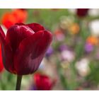 die rote Tulpe