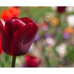 die rote Tulpe