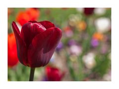 die rote Tulpe