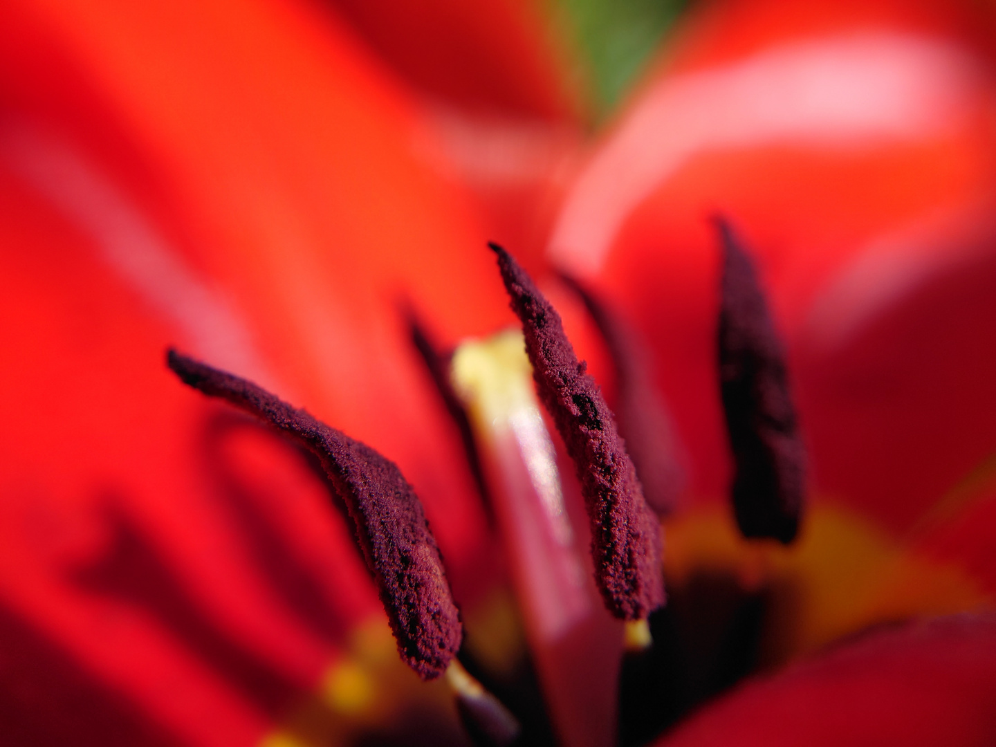 Die rote Tulpe