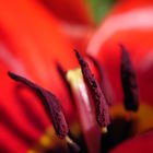 Die rote Tulpe