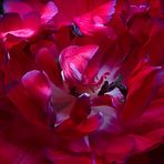 Die rote Tulpe