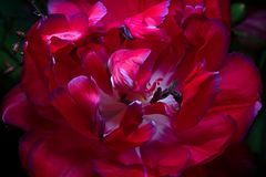 Die rote Tulpe