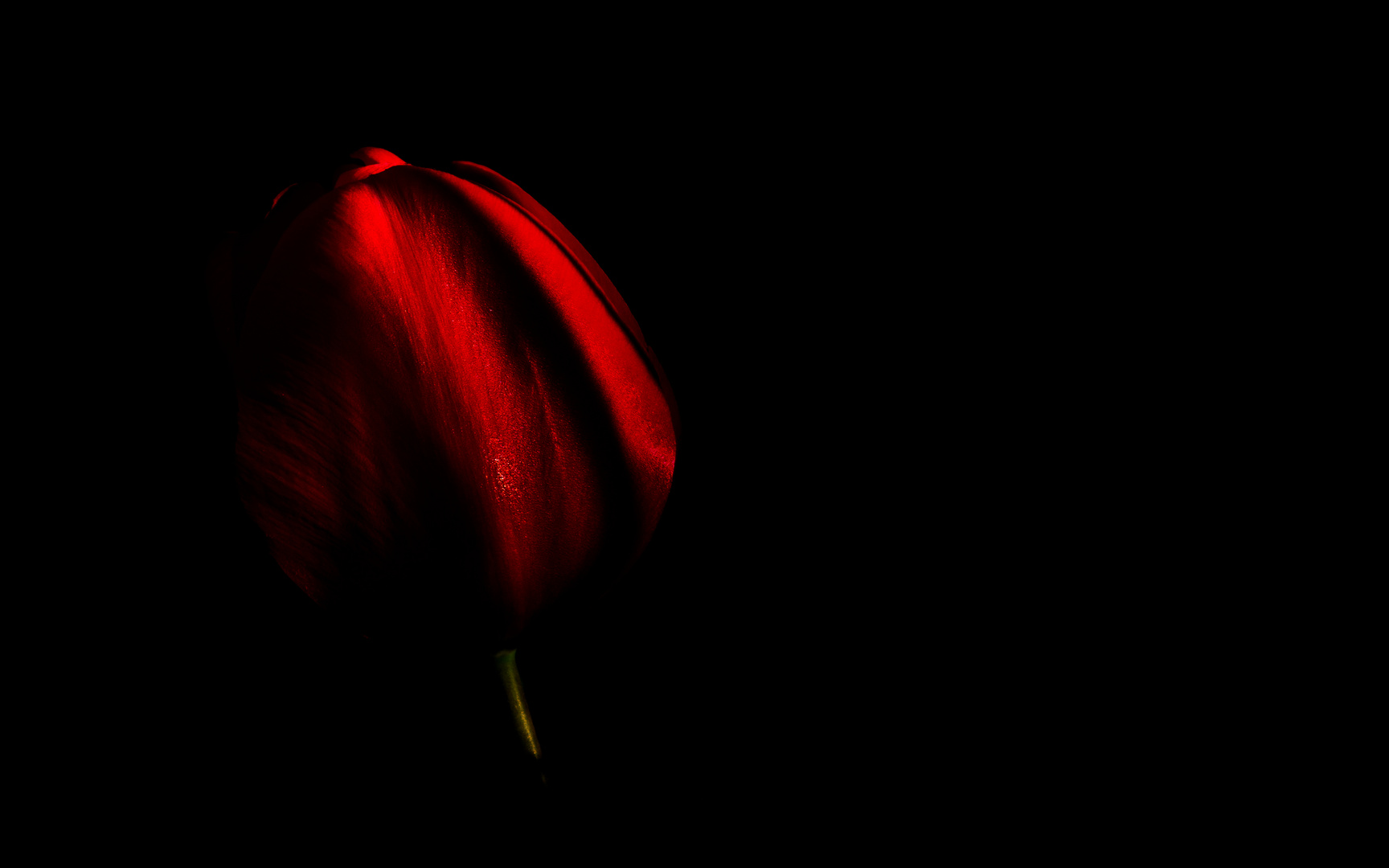 Die rote Tulpe