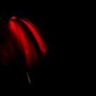 Die rote Tulpe