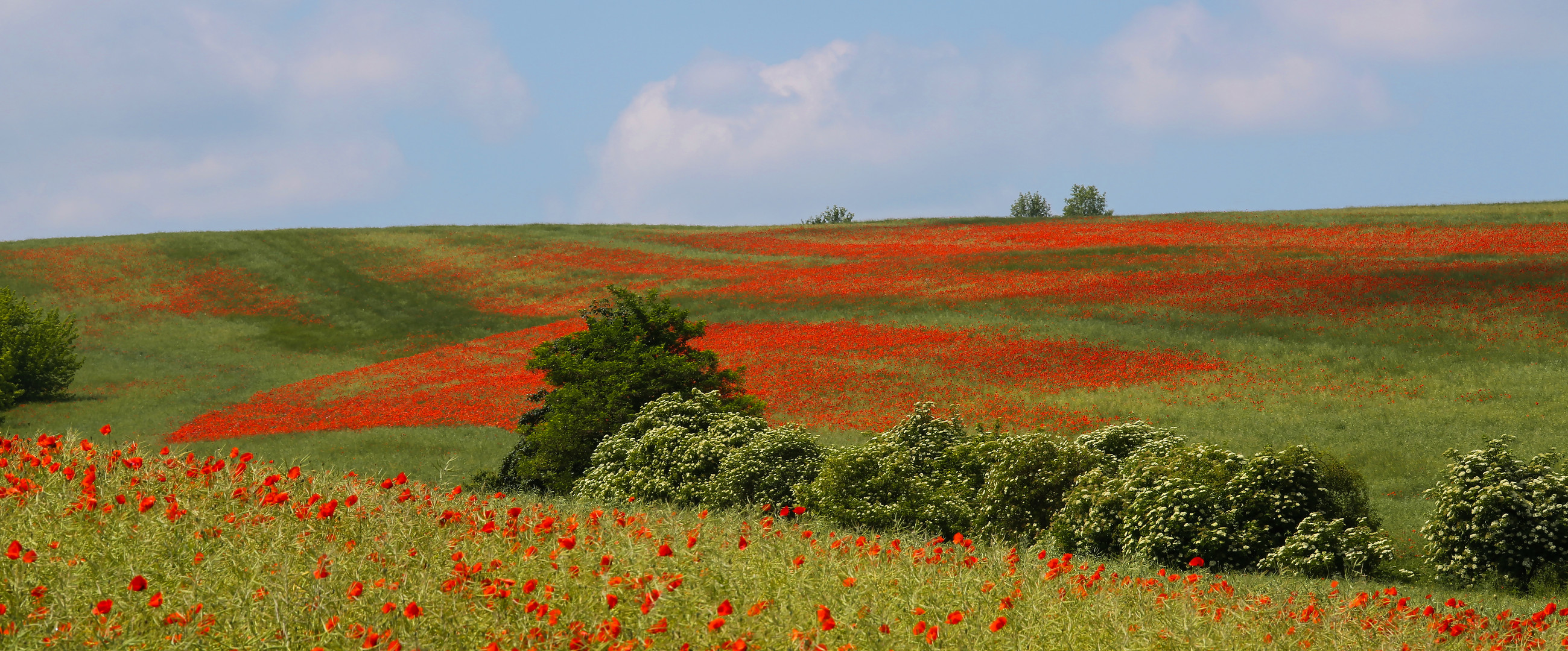 Die rote Wiese