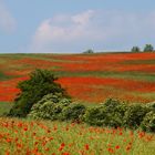 Die rote Wiese