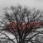 Die rote Wolke