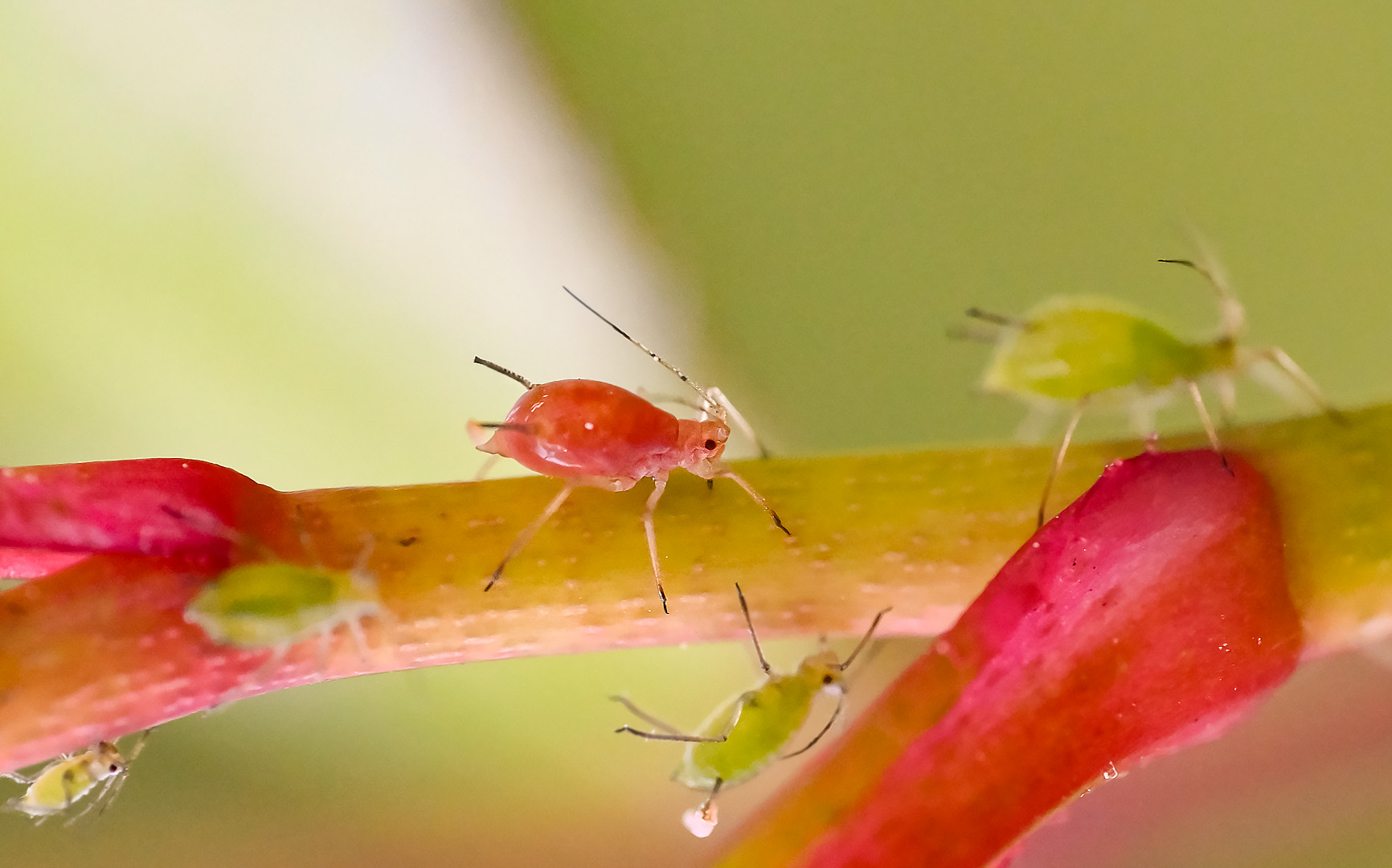 die rote zora auf dem rosenzweig ... Foto &amp; Bild | tiere, wildlife ...