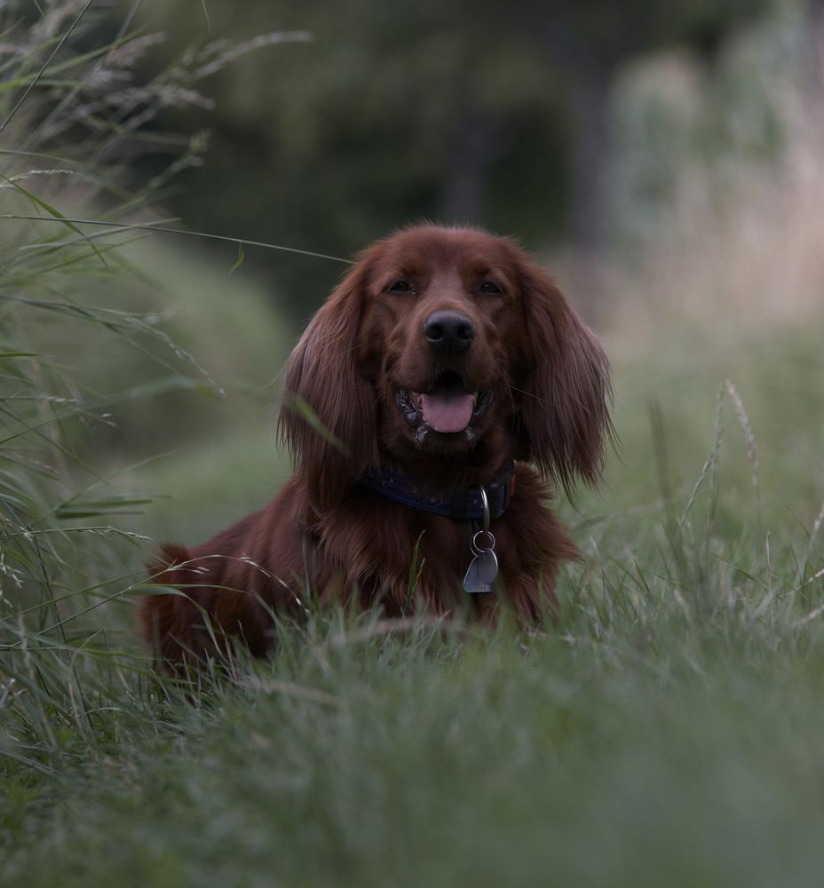 die rote Zora Foto &amp; Bild | tiere, haustiere, hunde Bilder auf ...