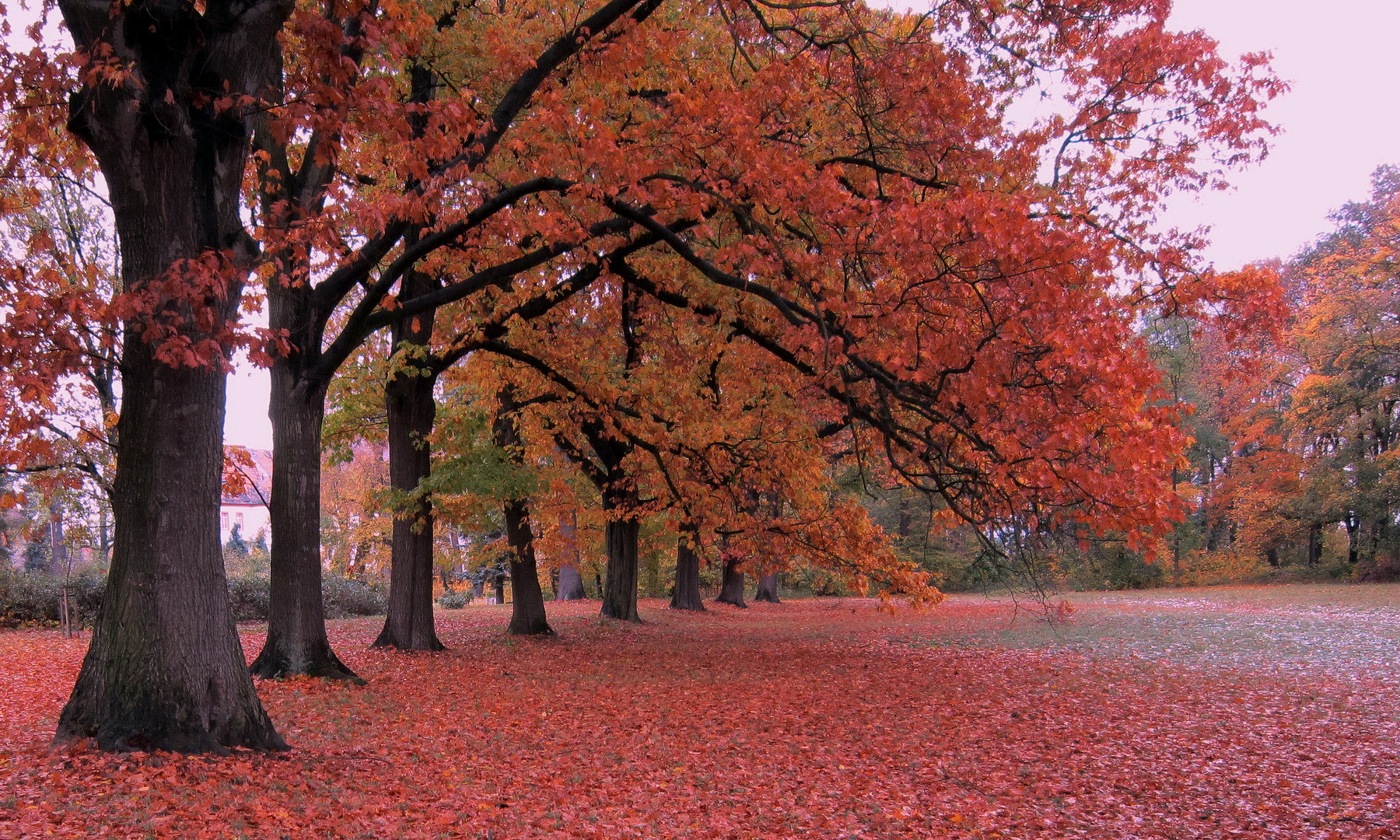 Die ROTEICHEN-Front im Triestewitzer Park